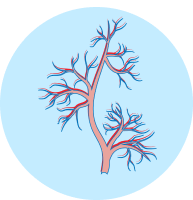 Illustration of a branching blood vessel with red and blue pathways, representing veins and arteries in a circular frame