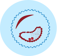 A simplified diagram of a blood vessel with plaque buildup and narrowing.