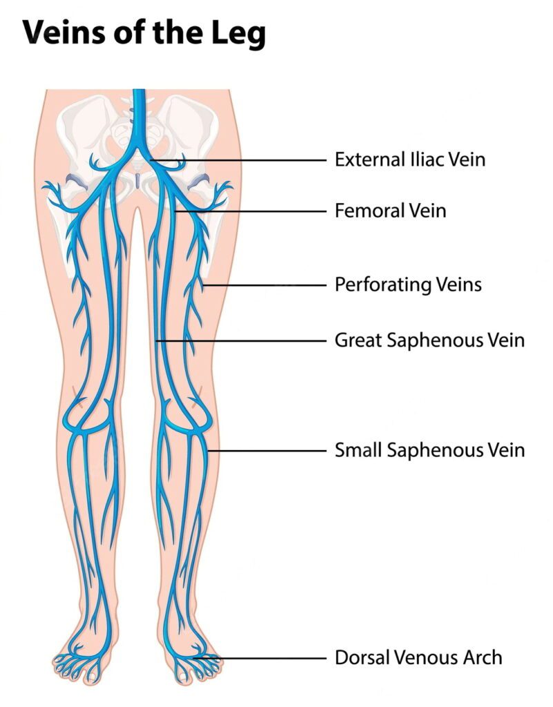 leg veins illustration