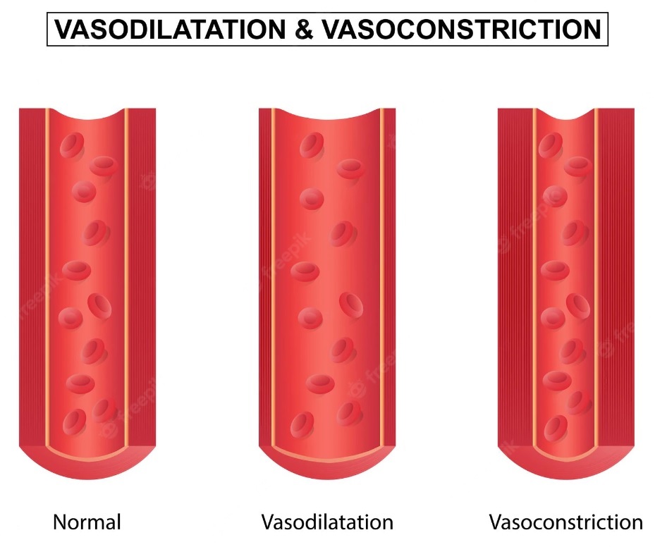 A diagram illustrating vasodilation and vasoconstriction. The image shows a blood vessel in three states: normal, dilated, and constricted.