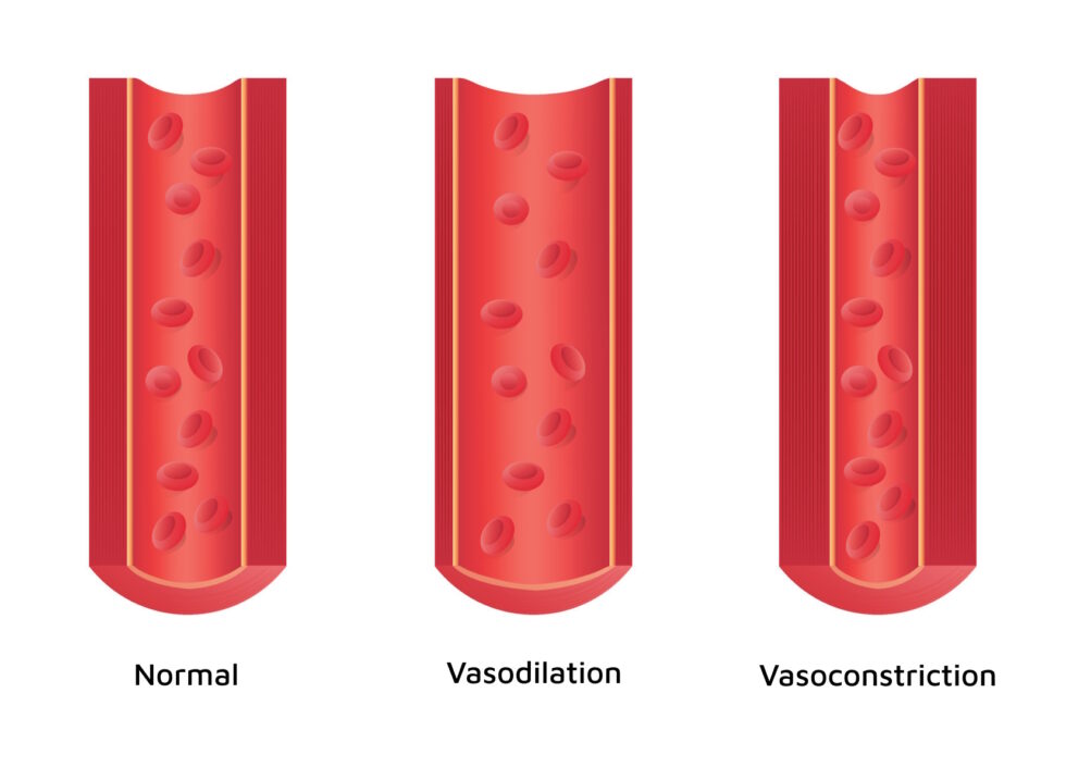 vasodilation and vasoconstriction blood vessel, varicose veins illustration,