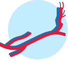 A diagram of the blood vessels in the leg, showing the veins in blue and the arteries in red.