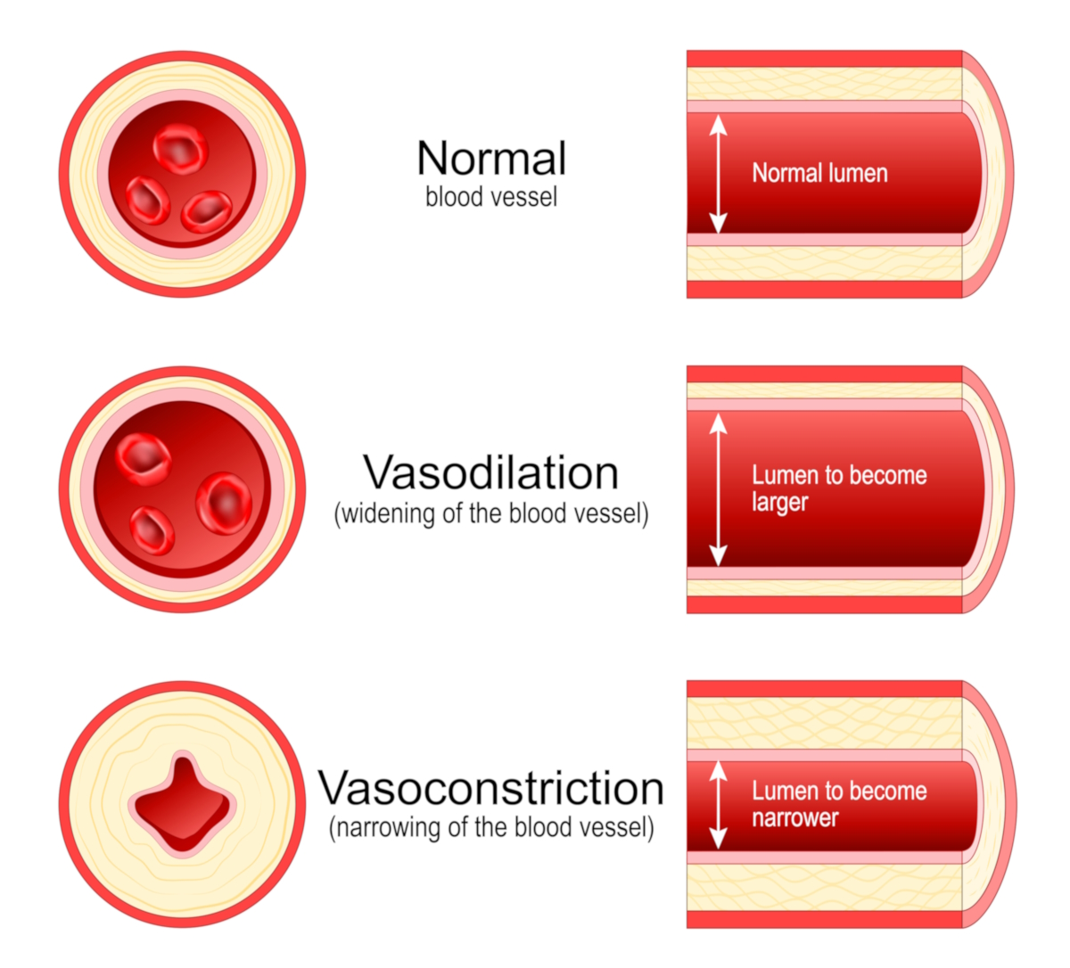 Vasoconstriction and Vasodilation