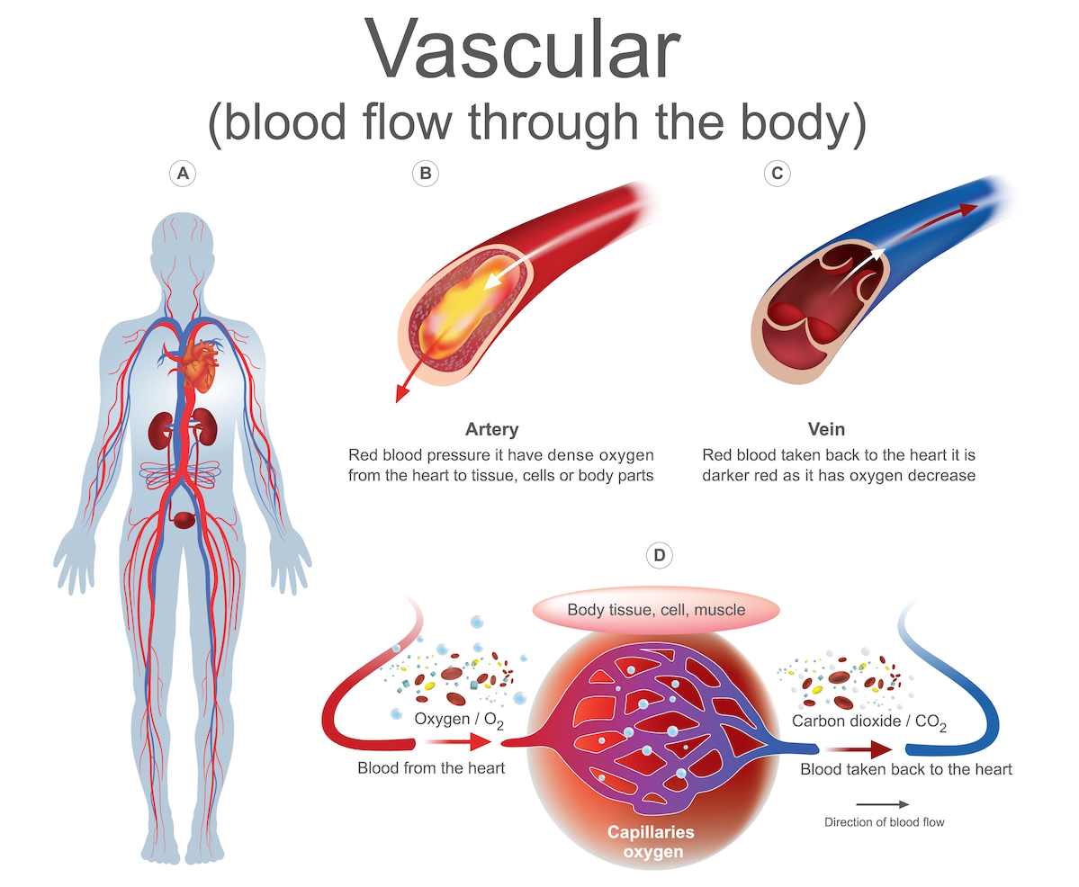 vascular surgeon vascular blood flow